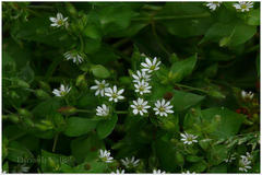 Stellaria media